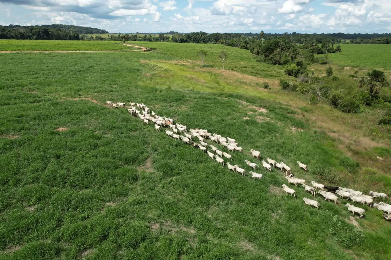 Boiada do Grupo Corrêa pastando em área de capim alto