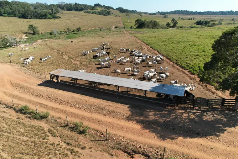 Vista aérea da praça de alimentação, com cocho coberto e o rebanho ao redor