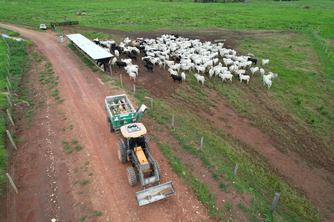 Vista aérea do manejo do Grupo Corrêa: boiada no cocho e trator na estrada da fazenda