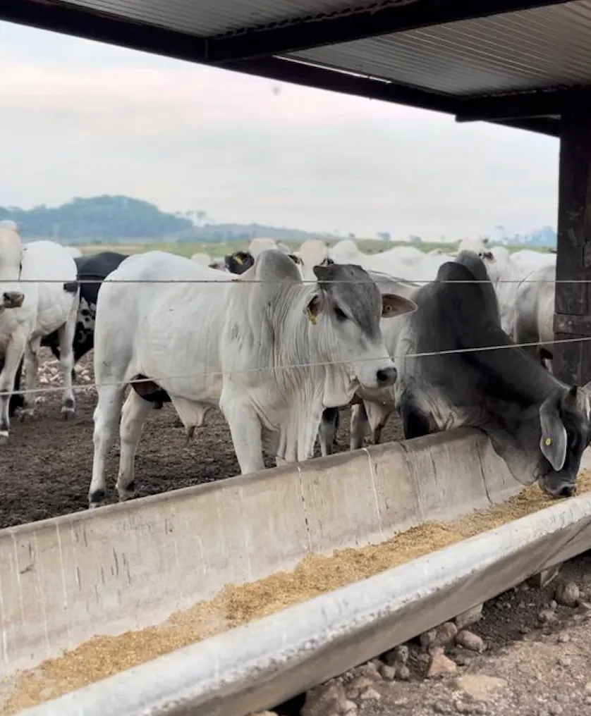 Bois nelore alinhados no cocho coberto do confinamento, se alimentando