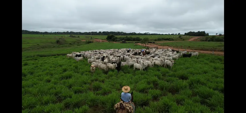 Equipe tocando a boiada pela pastagem, em plano aberto